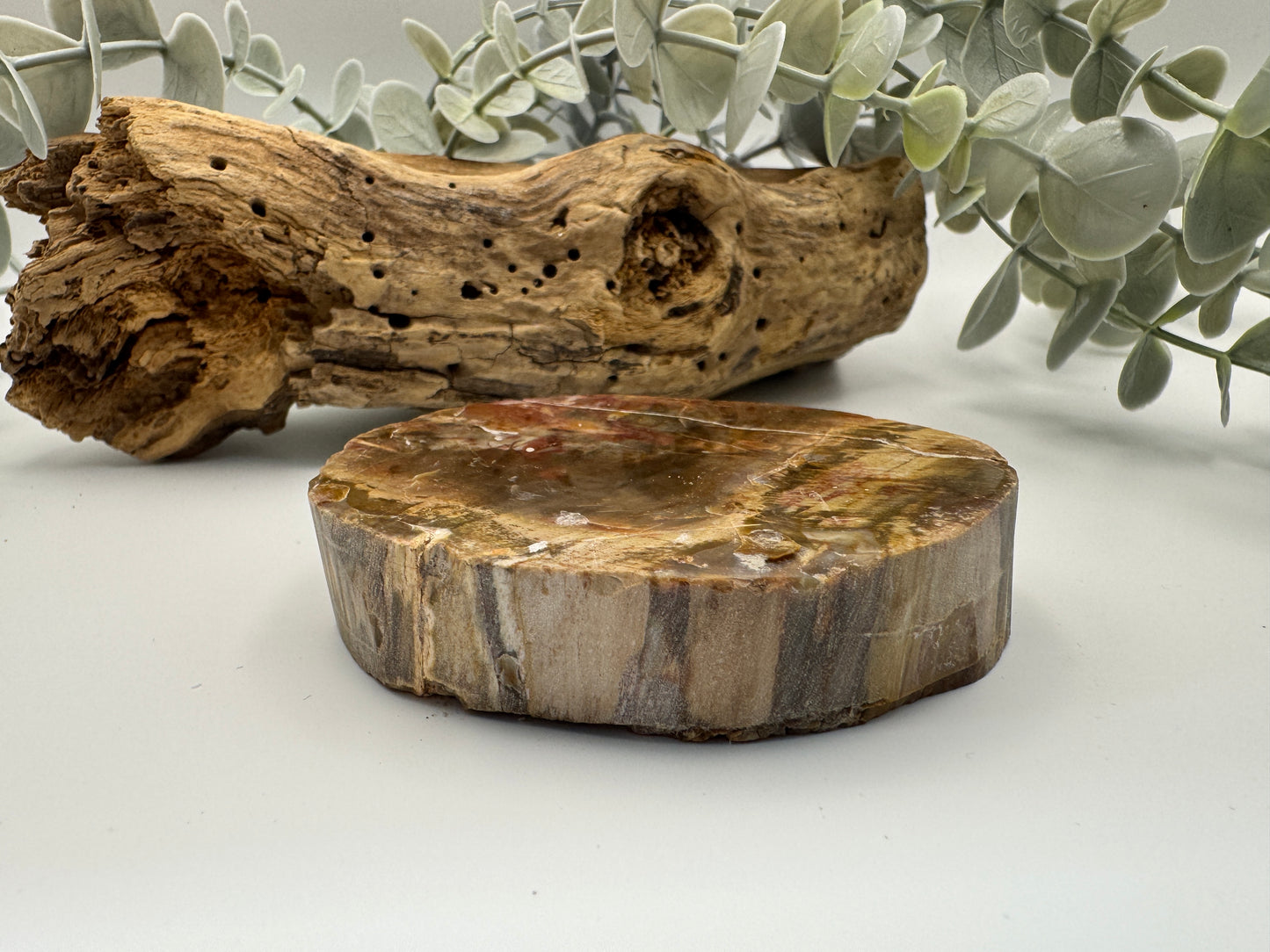 Petrified Wood Slice