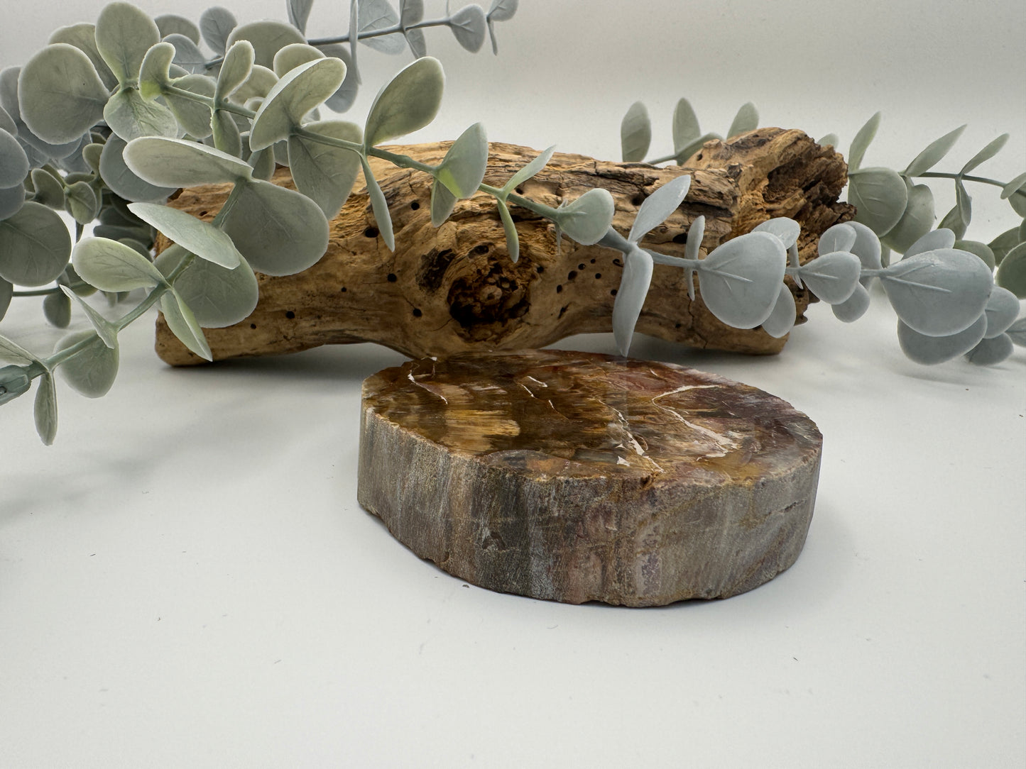 Petrified Wood Slice