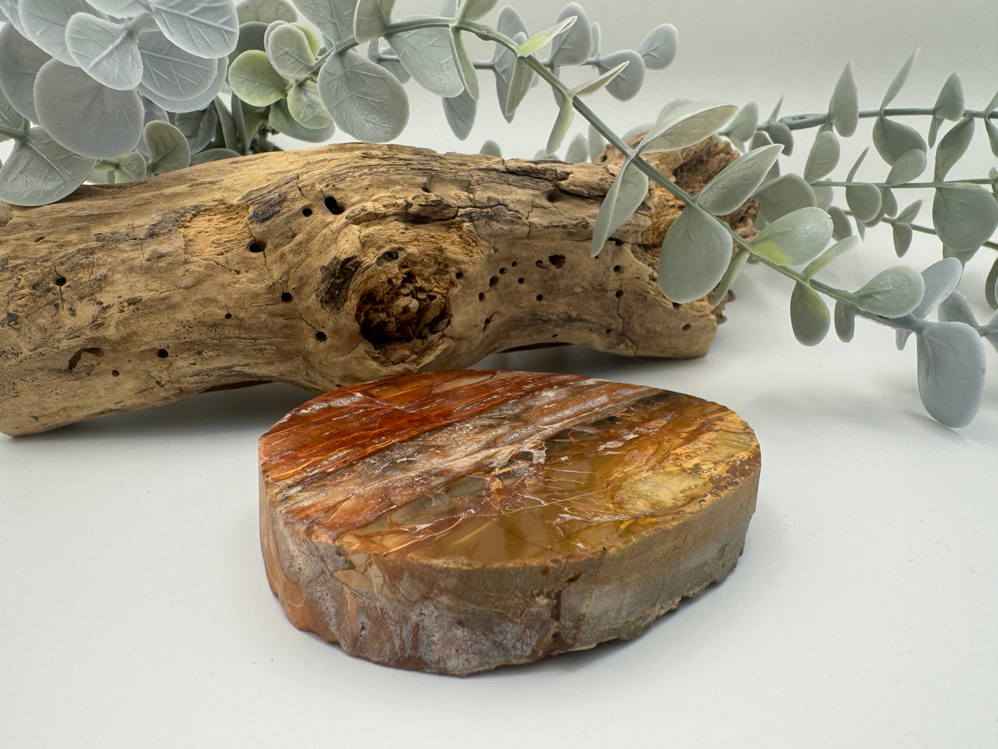 Petrified Wood Slice