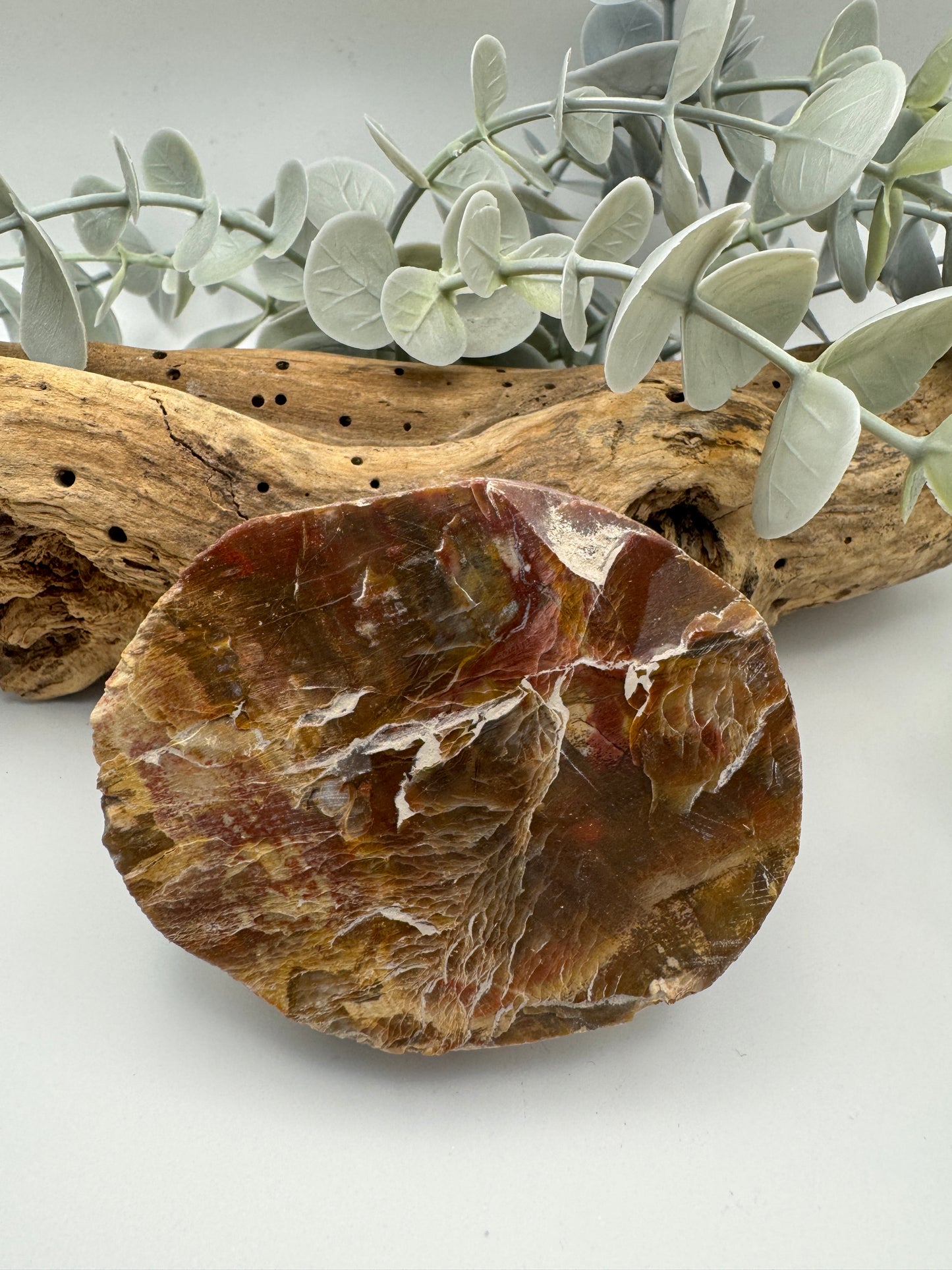 Petrified Wood Slice