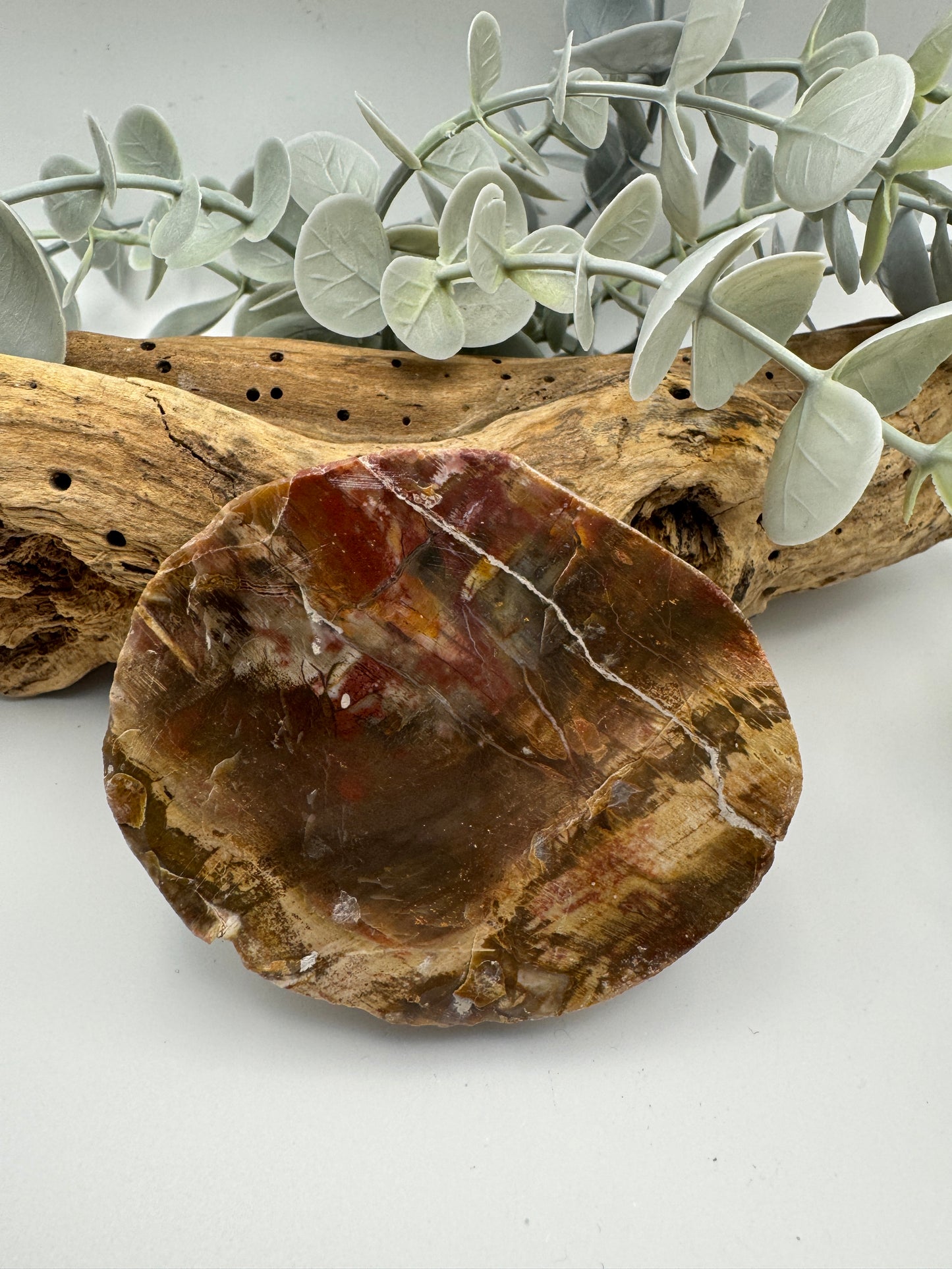 Petrified Wood Slice