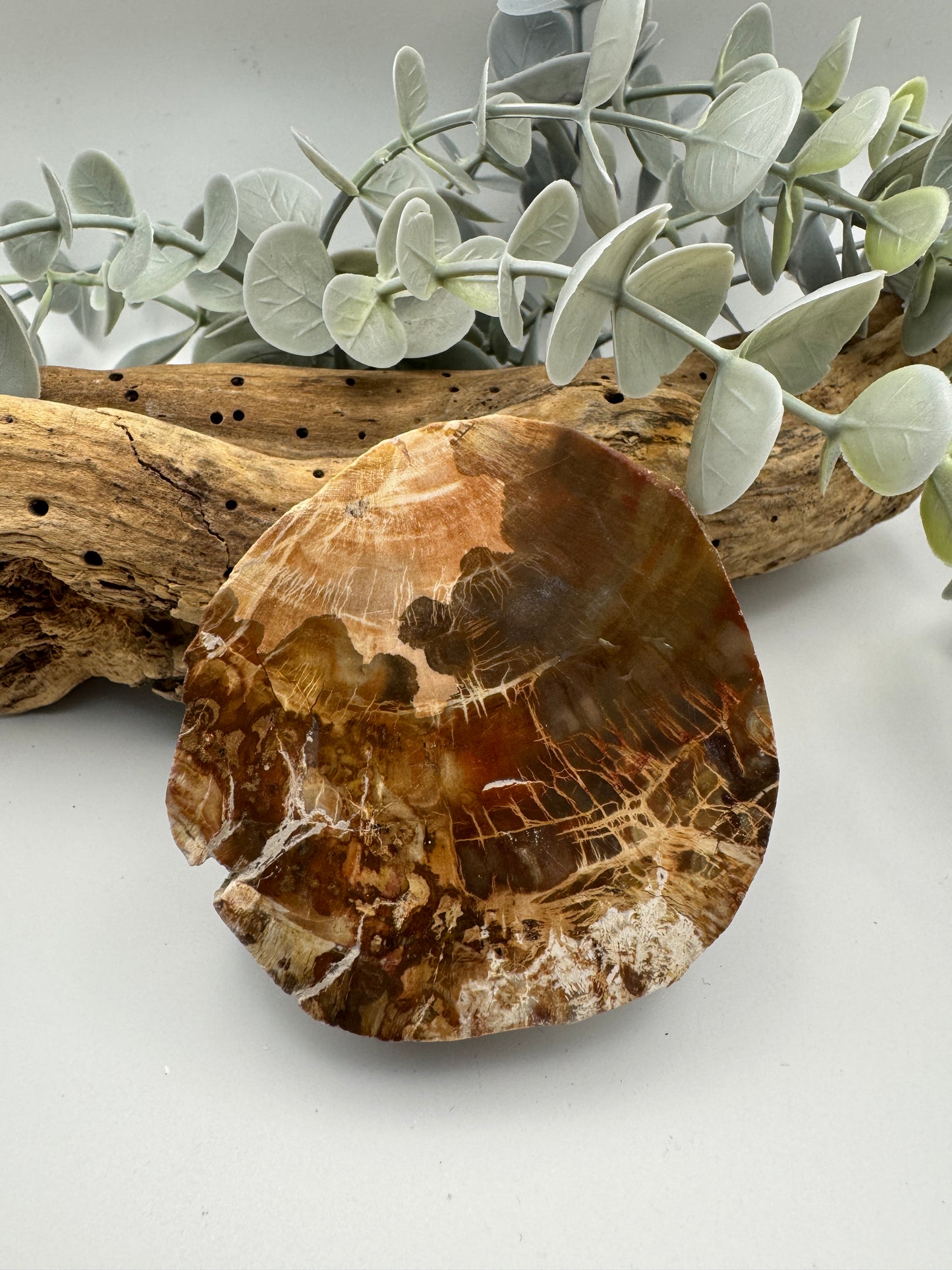 Petrified Wood Slice
