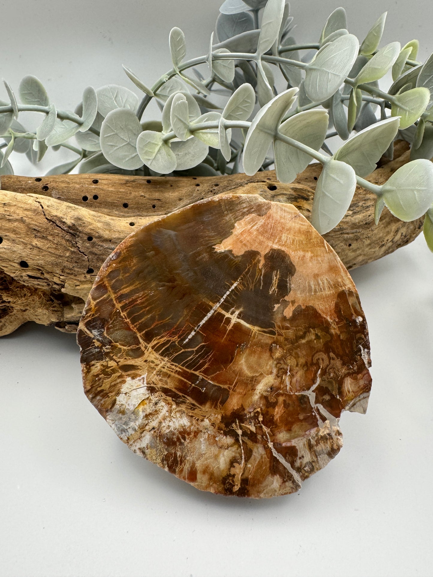 Petrified Wood Slice