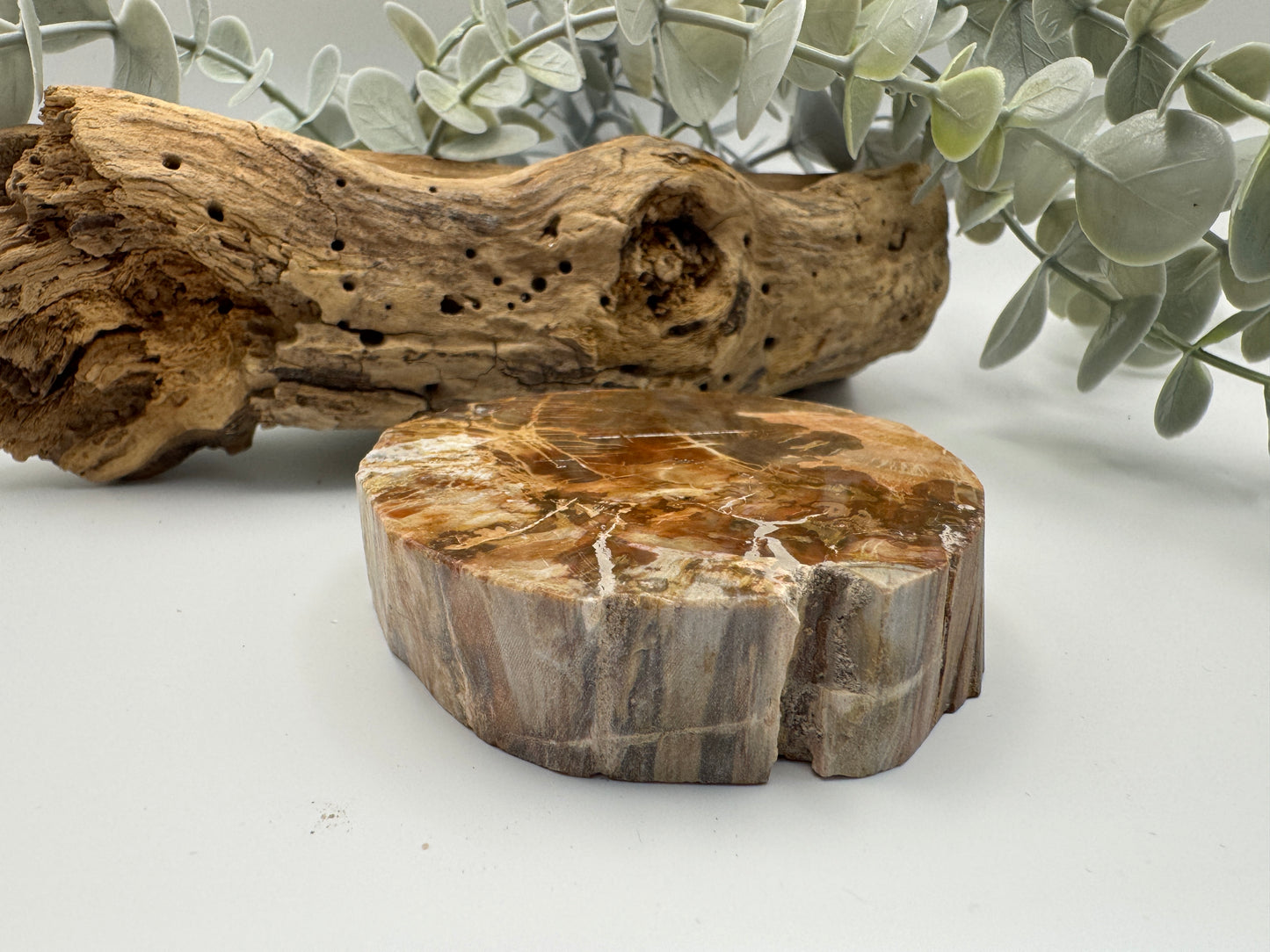 Petrified Wood Slice