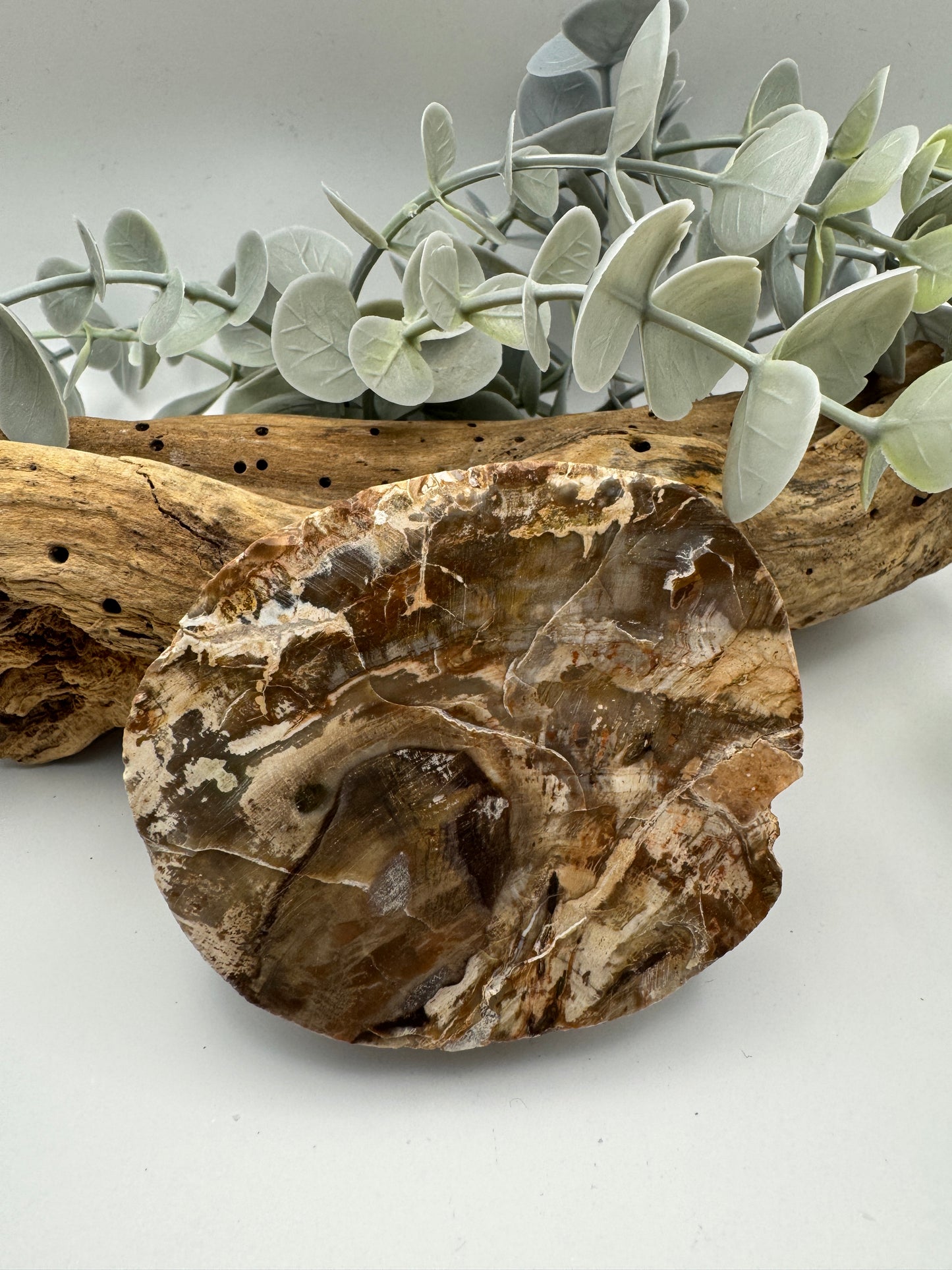 Petrified Wood Slice