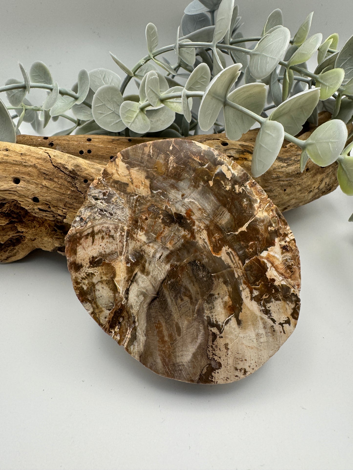 Petrified Wood Slice