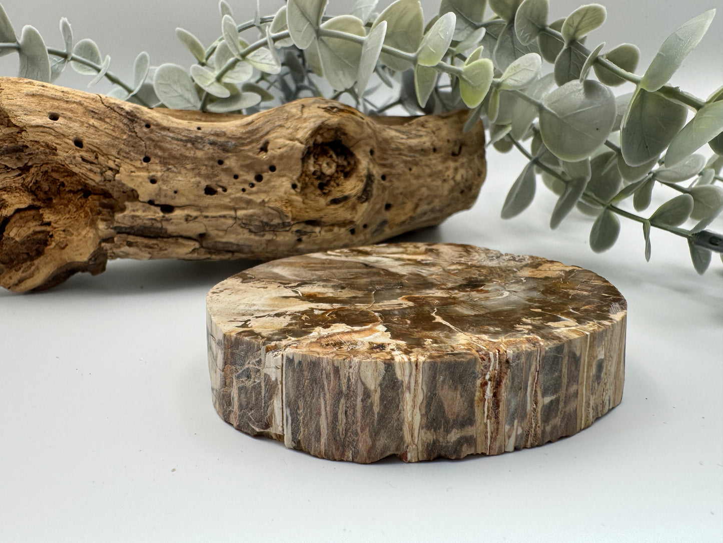 Petrified Wood Slice