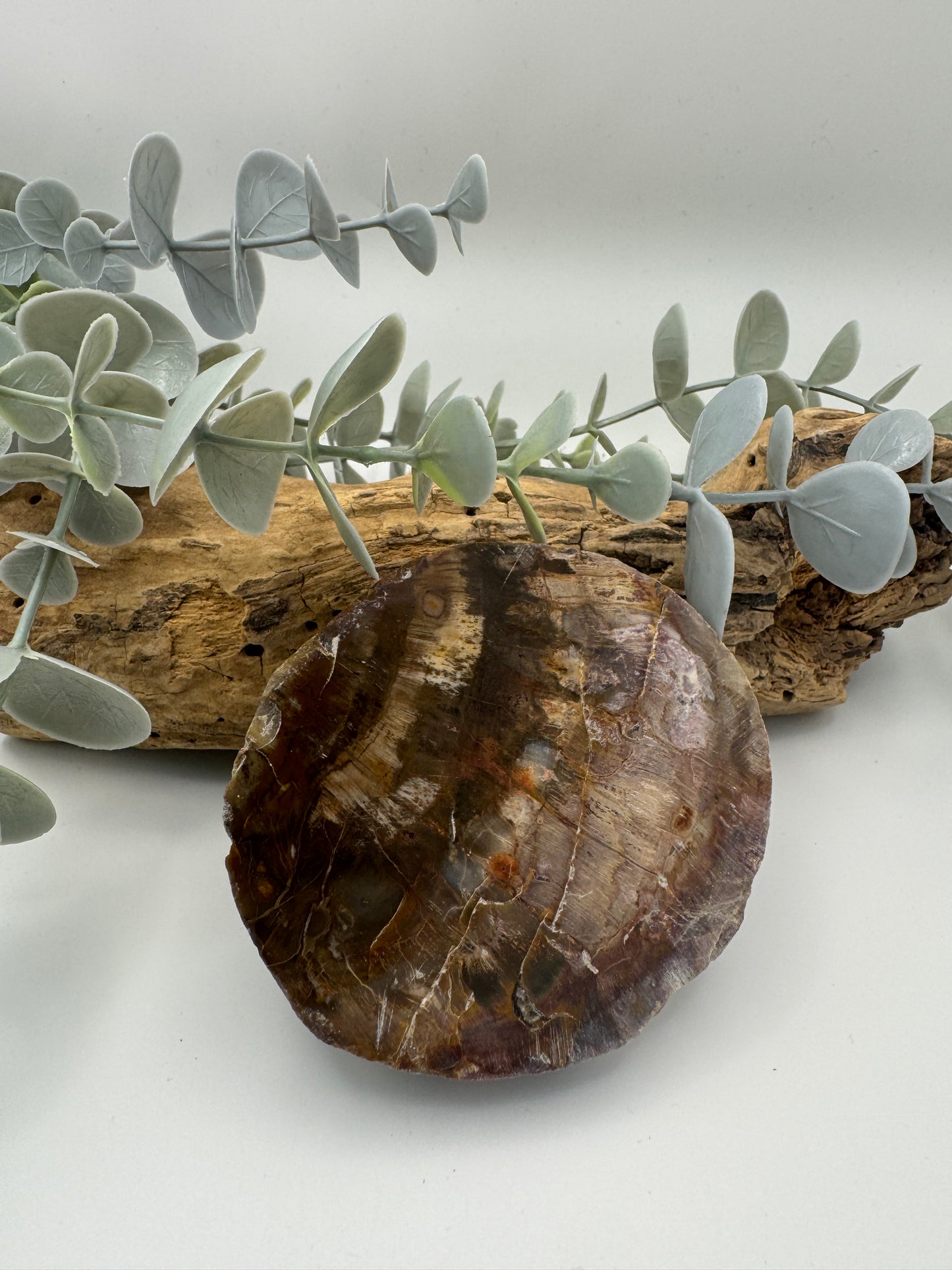 Petrified Wood Slice