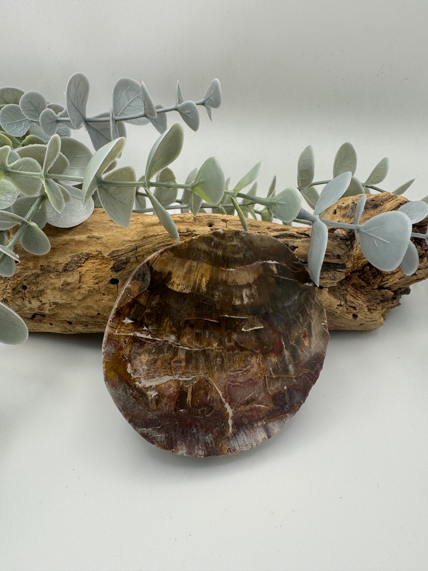 Petrified Wood Slice