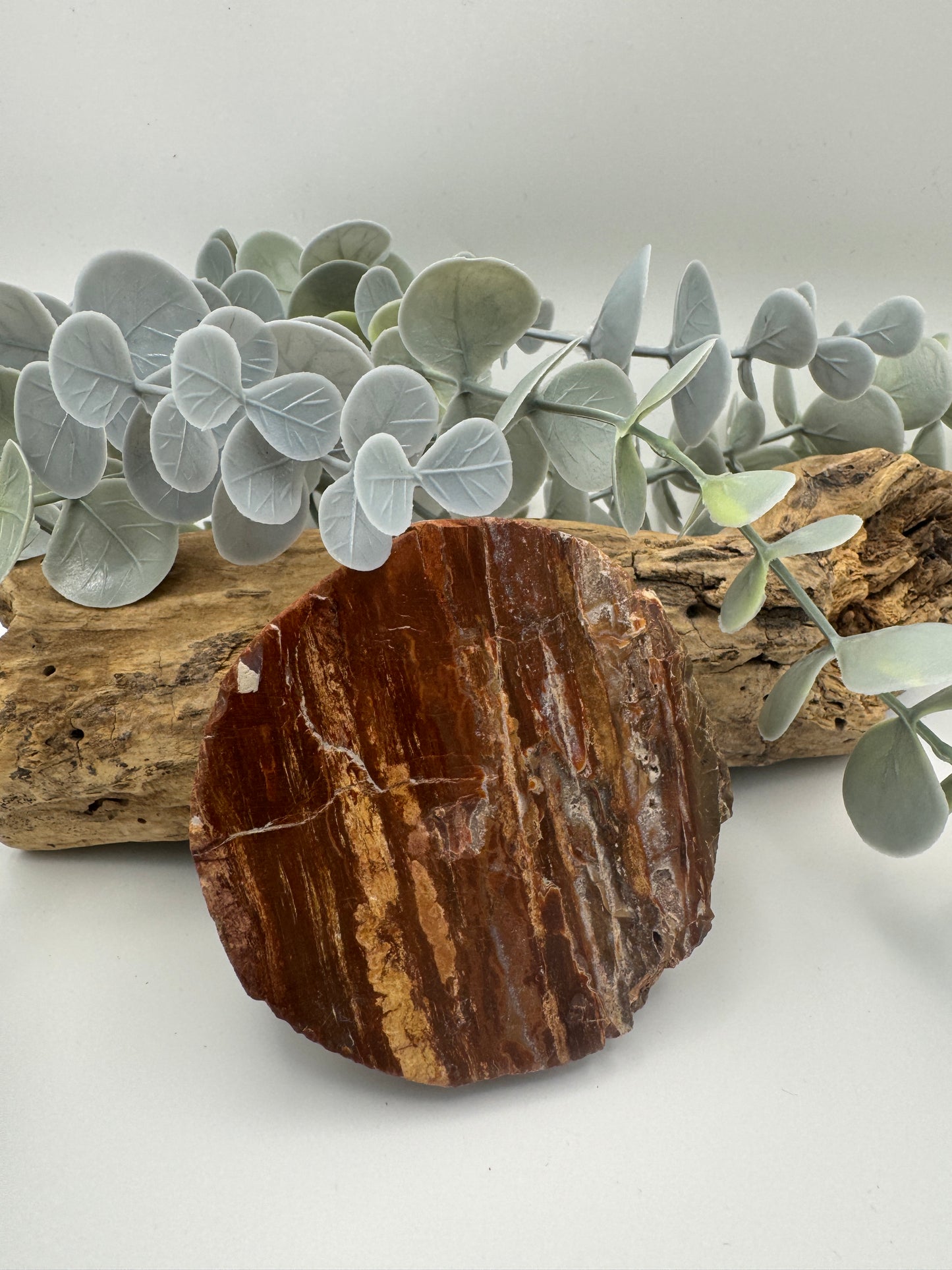 Petrified Wood Slice