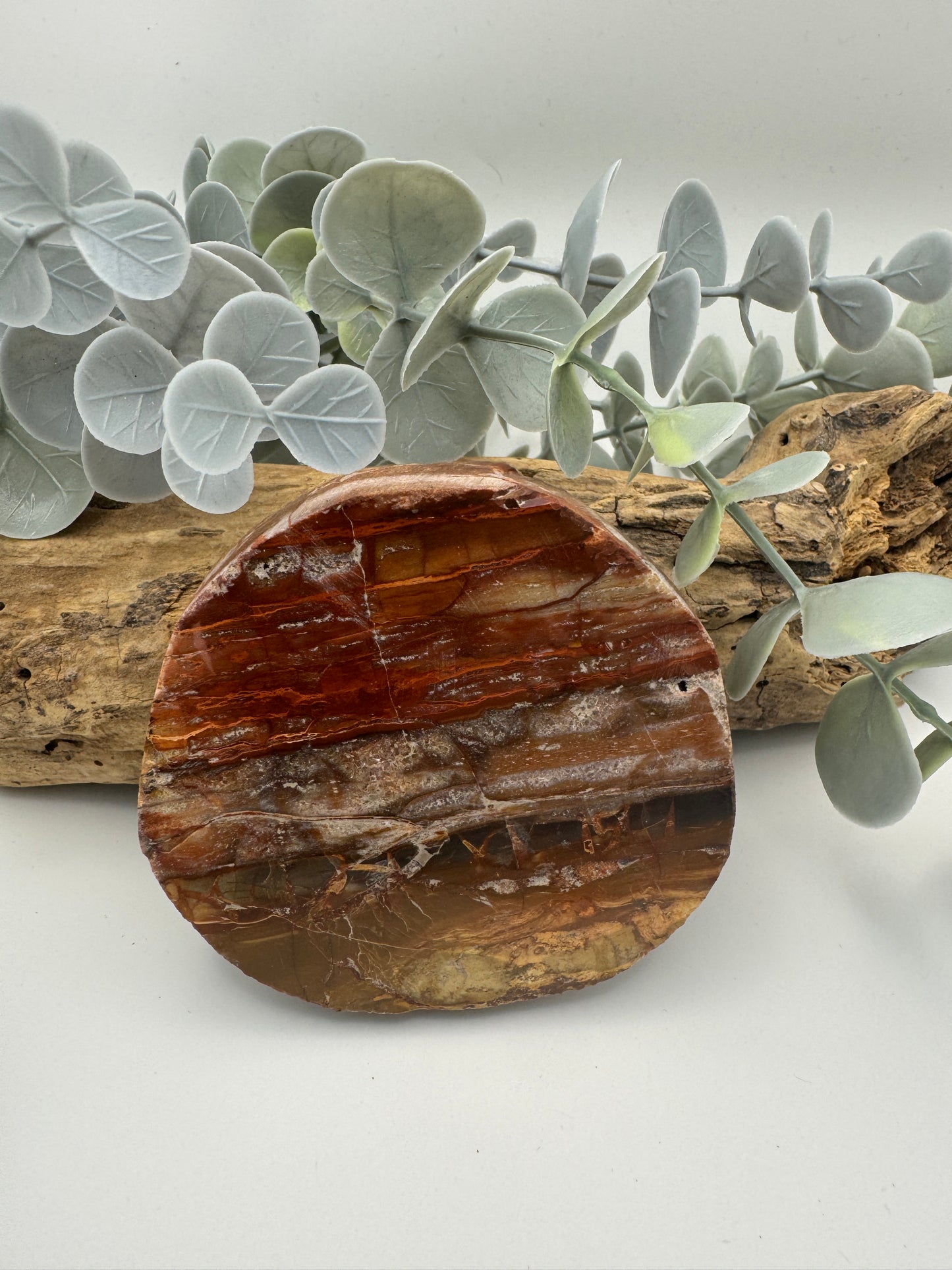 Petrified Wood Slice