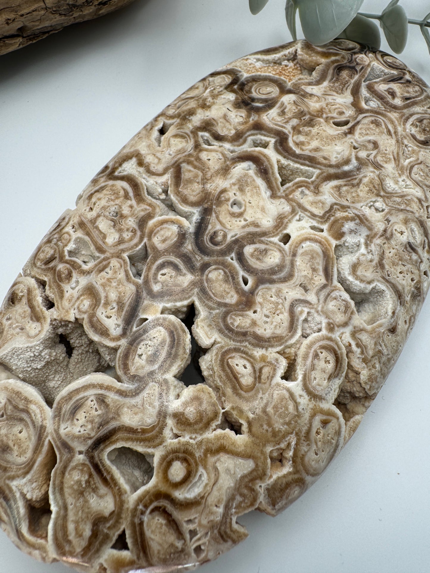 Chocolate Calcite Palm