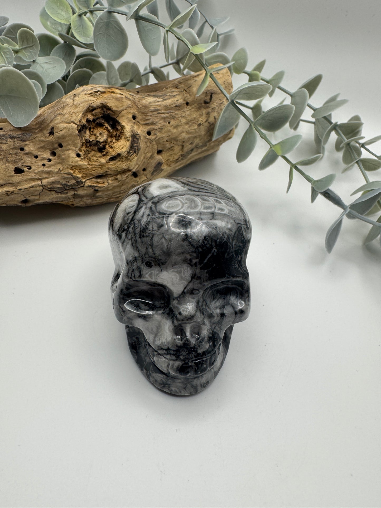 Crinoid Fossil Jasper Skull