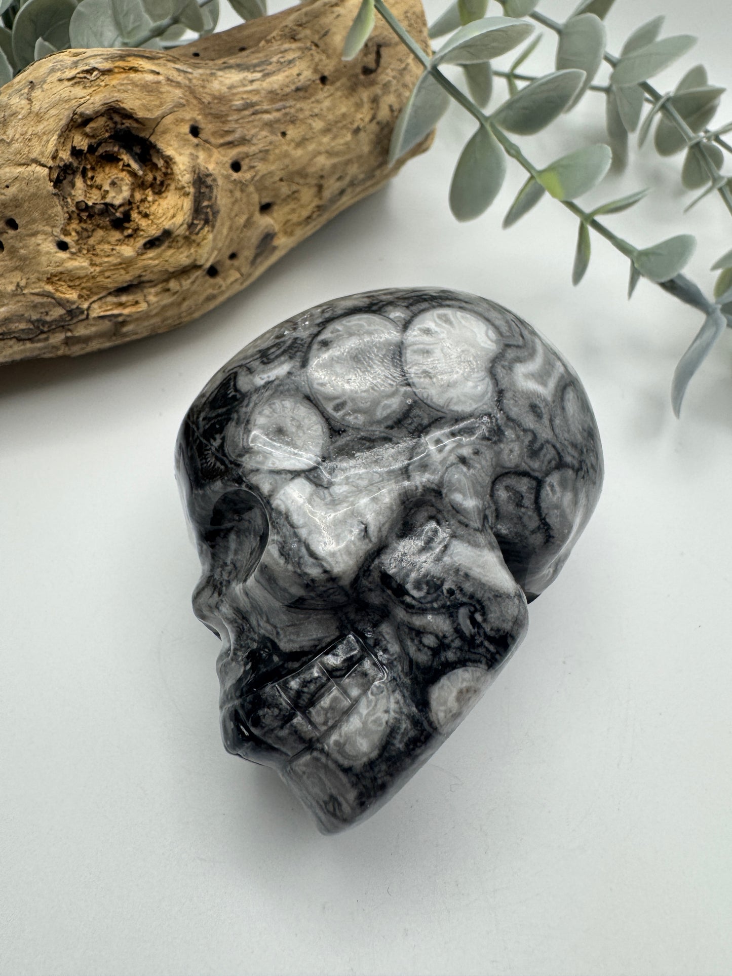 Crinoid Fossil Jasper Skull