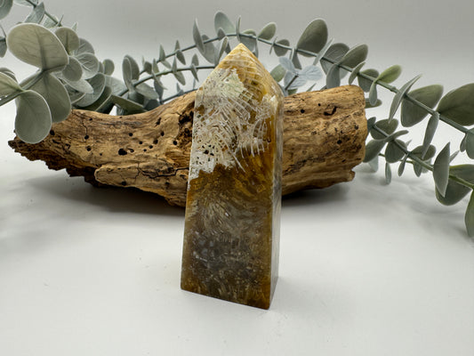 Fossil Coral Jasper