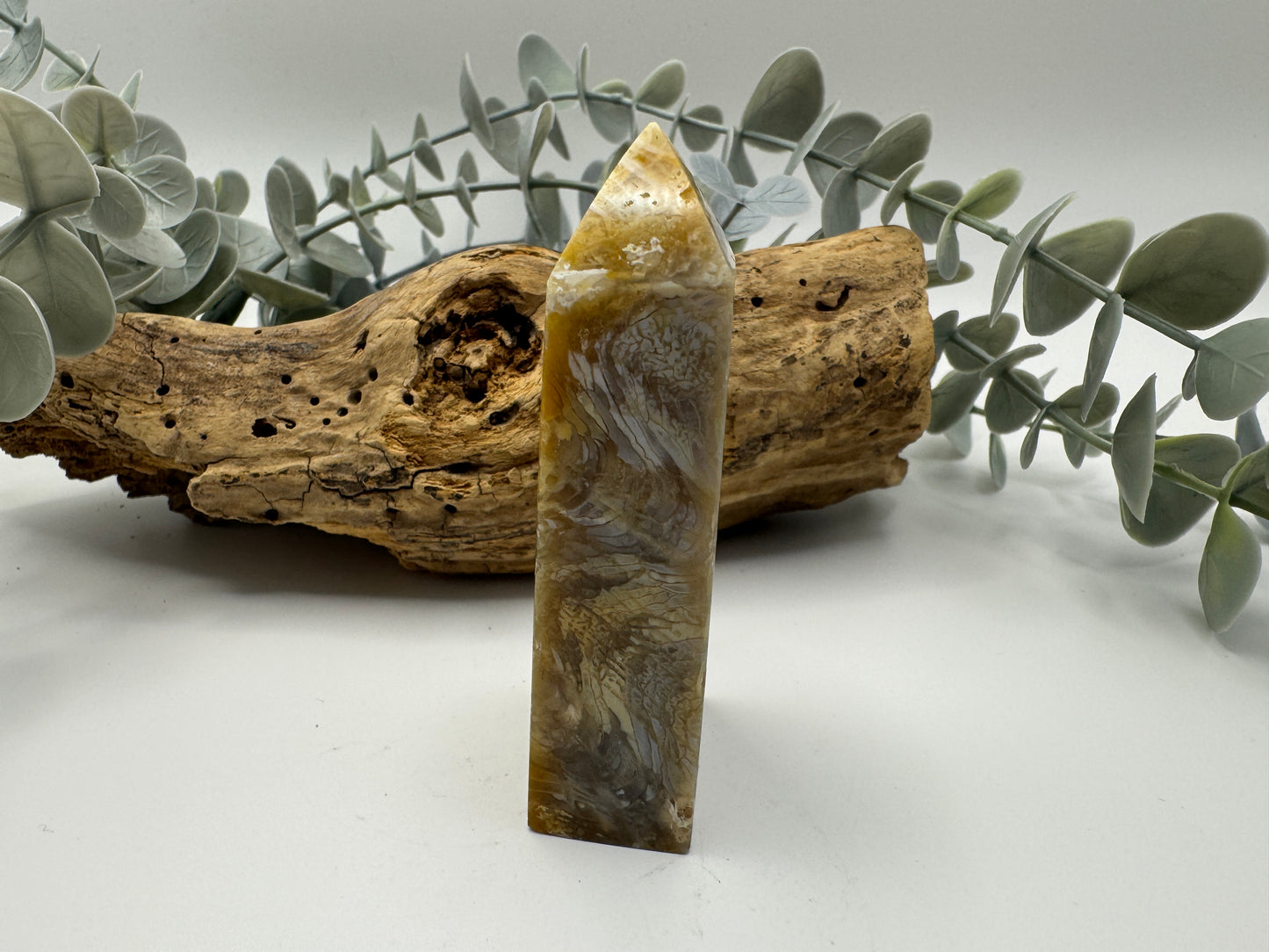 Fossil Coral Jasper