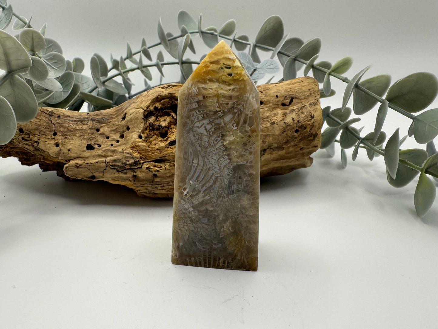 Fossil Coral Jasper