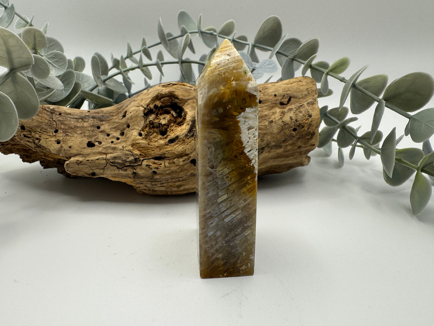 Fossil Coral Jasper