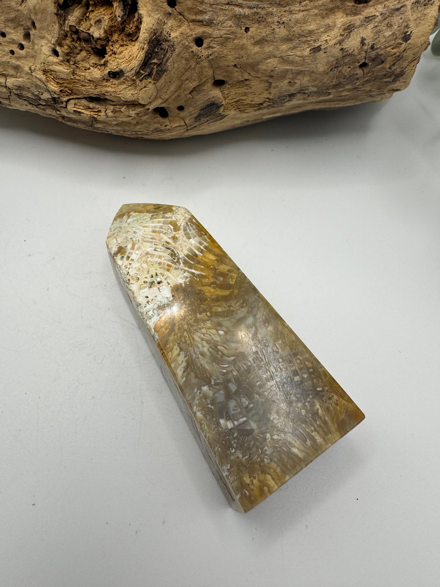 Fossil Coral Jasper