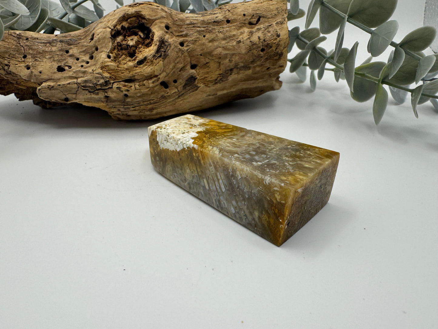 Fossil Coral Jasper