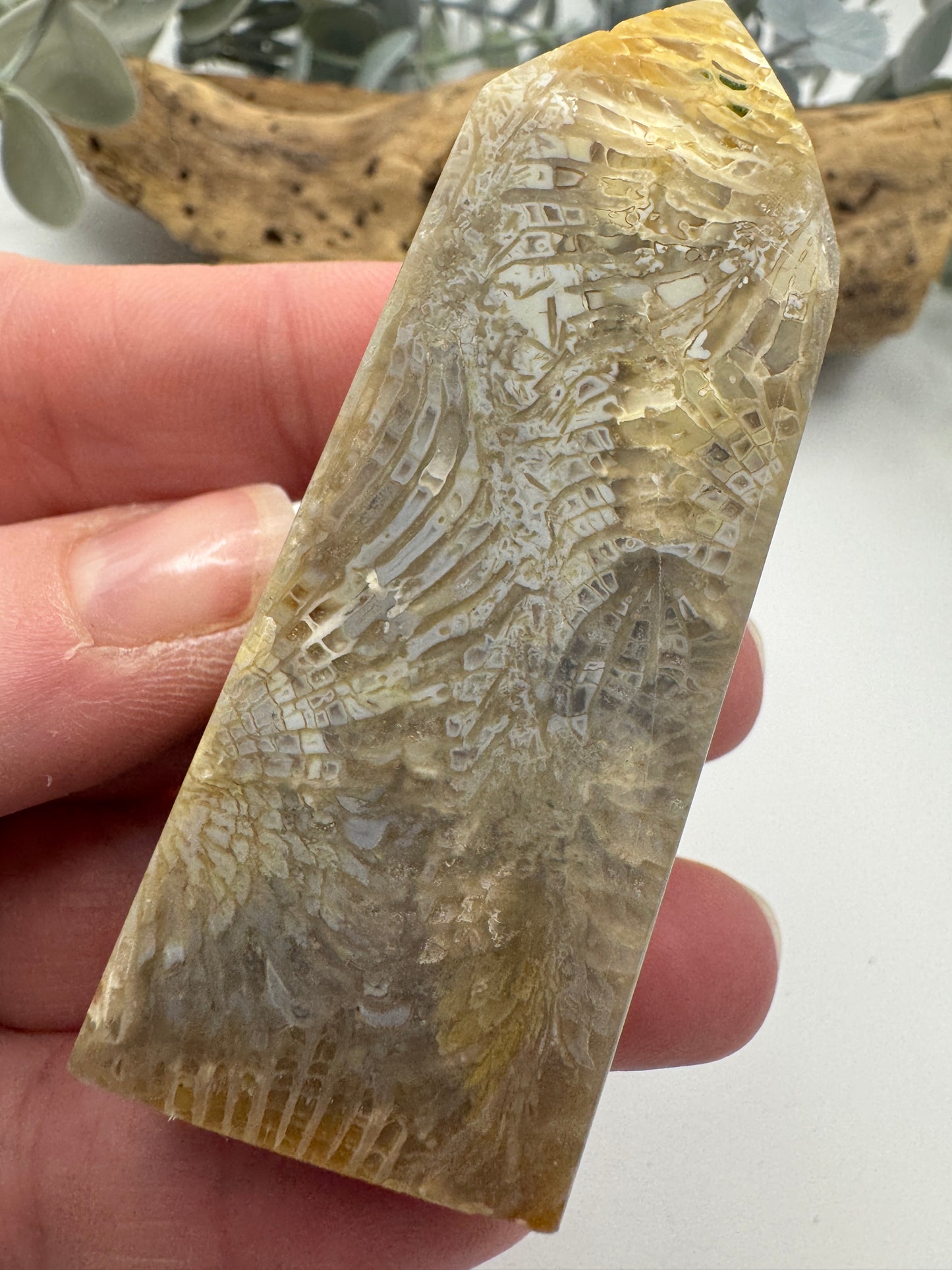 Fossil Coral Jasper